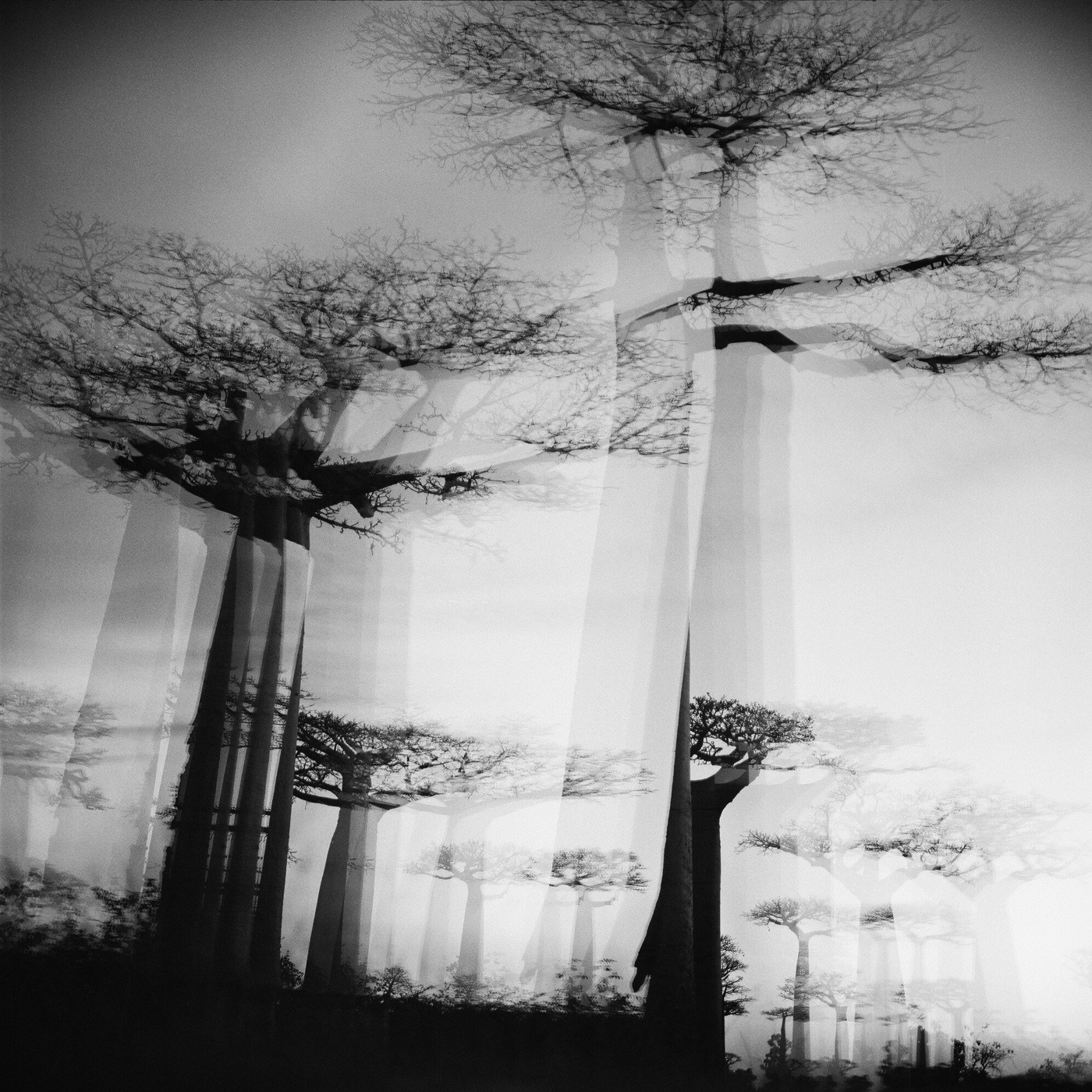 Pancho Saula, Baobab Poem, 2017