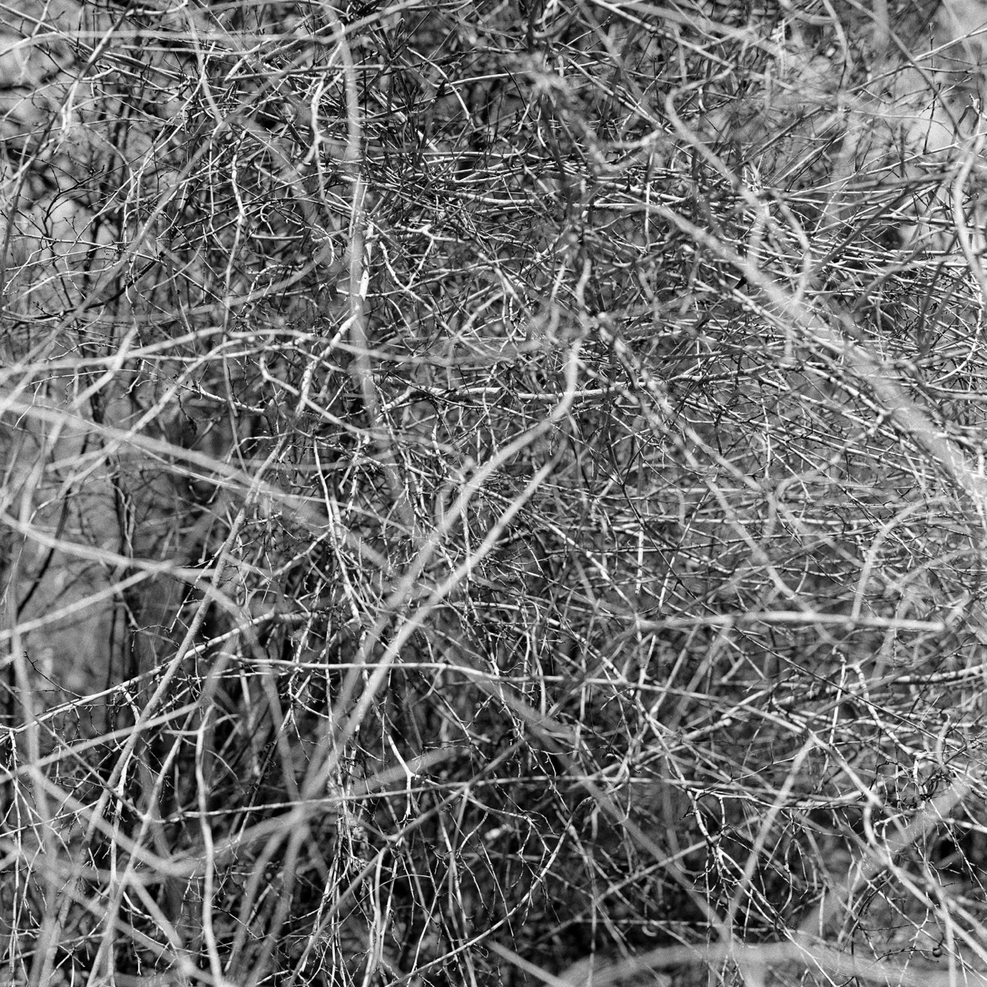 Pancho Saula, Tangled, 2017