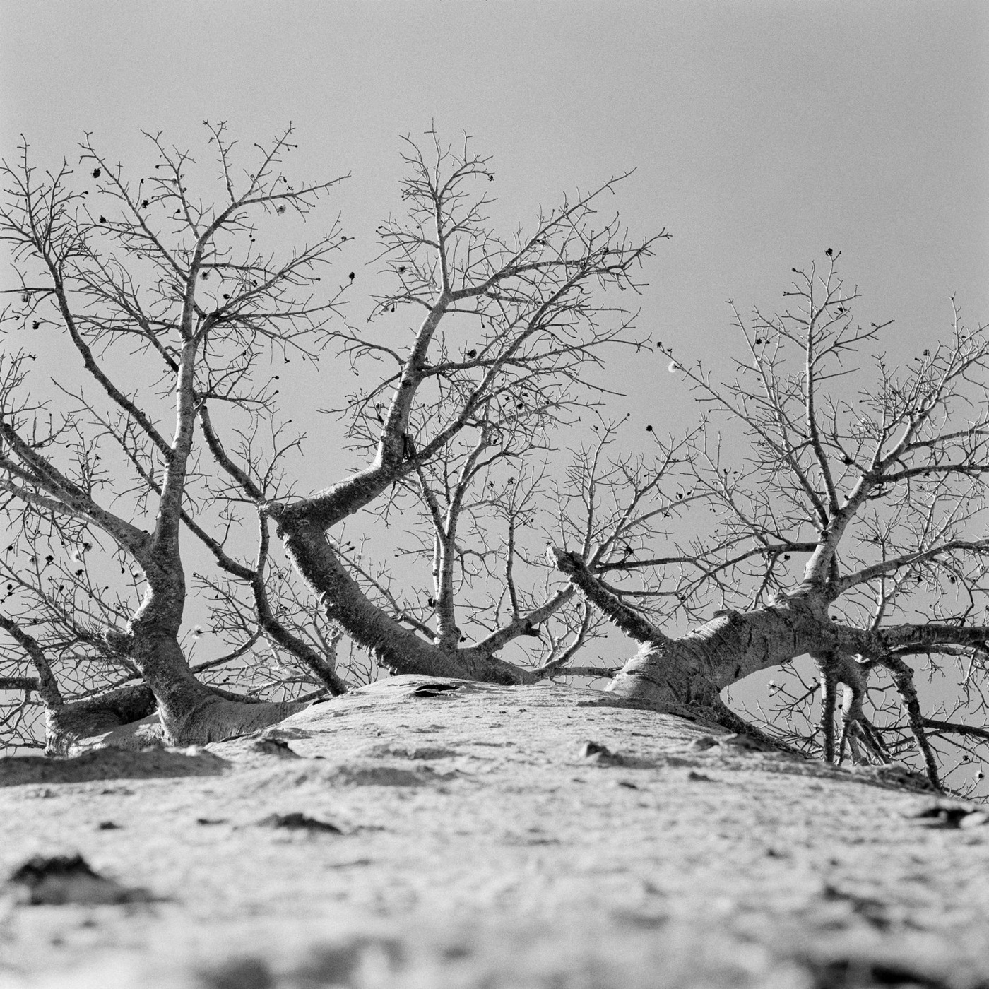Pancho Saula, Baobab Road, 2017