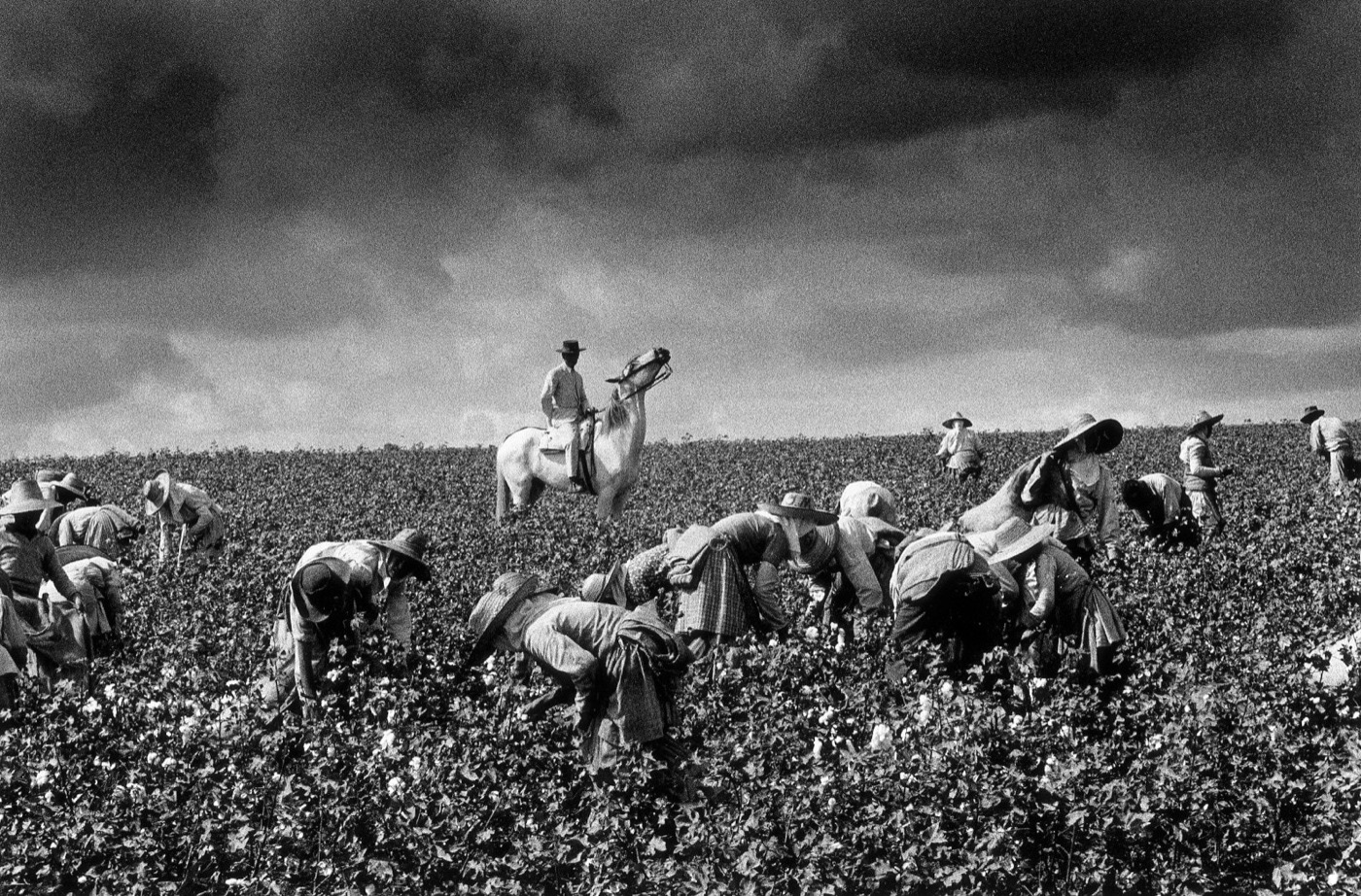 Ramón Masats, Cotton Harvest, Jerez de la Frontera, Cádiz, 1963