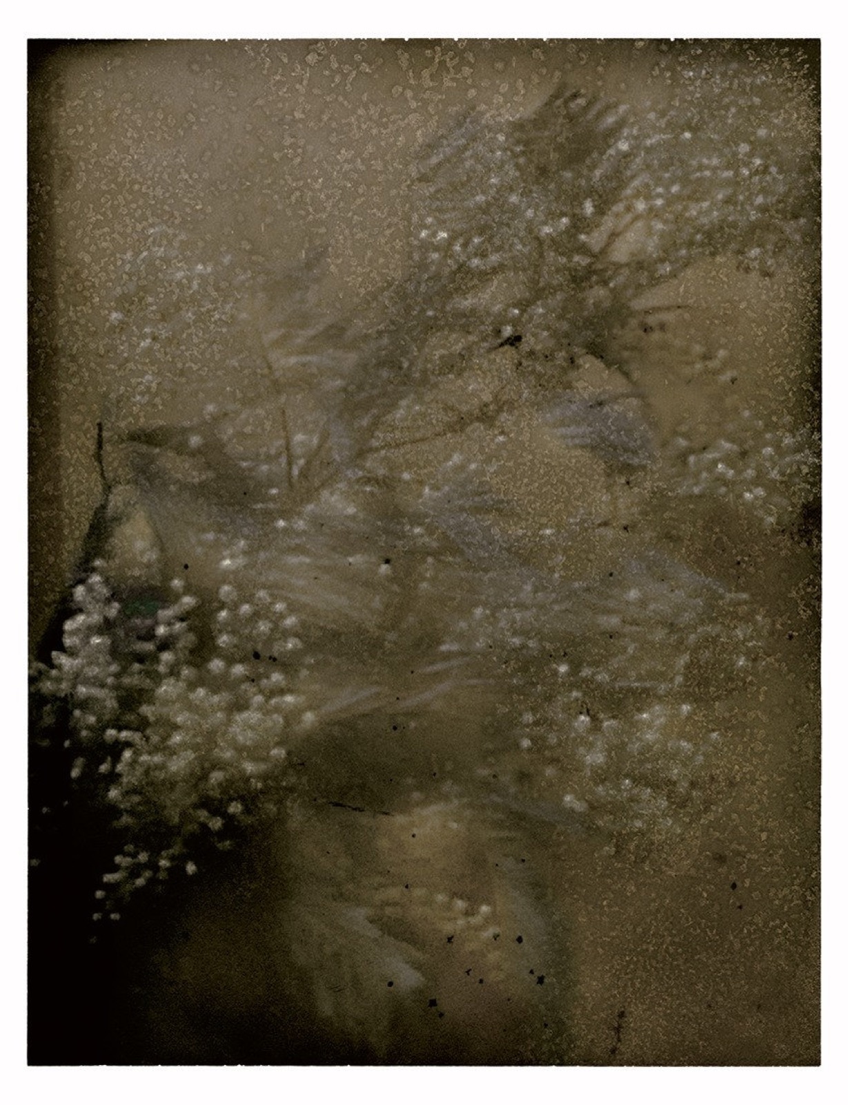 Sarah Moon, Mimosas, 2021