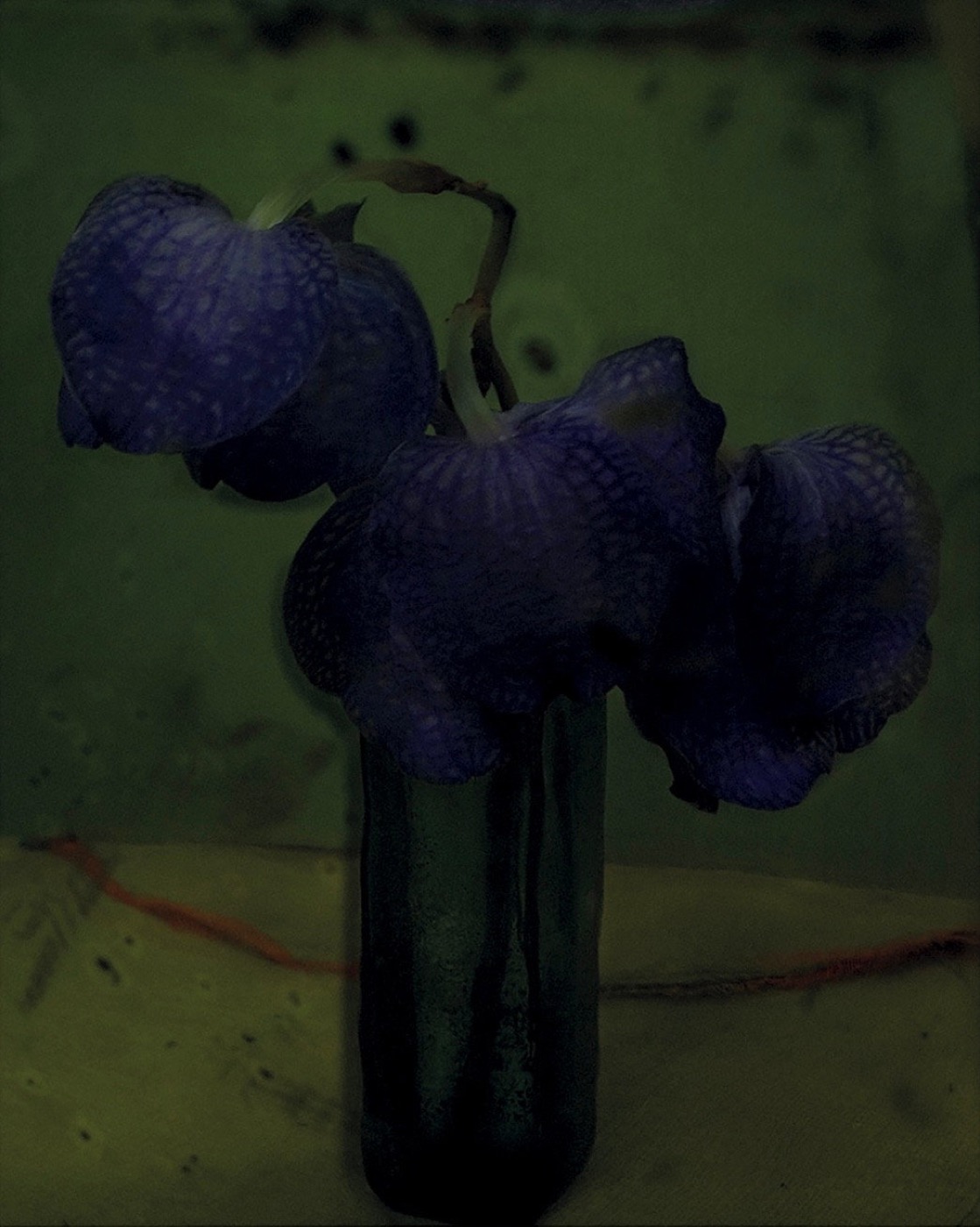 Sarah Moon, Les Orchidées, 2010