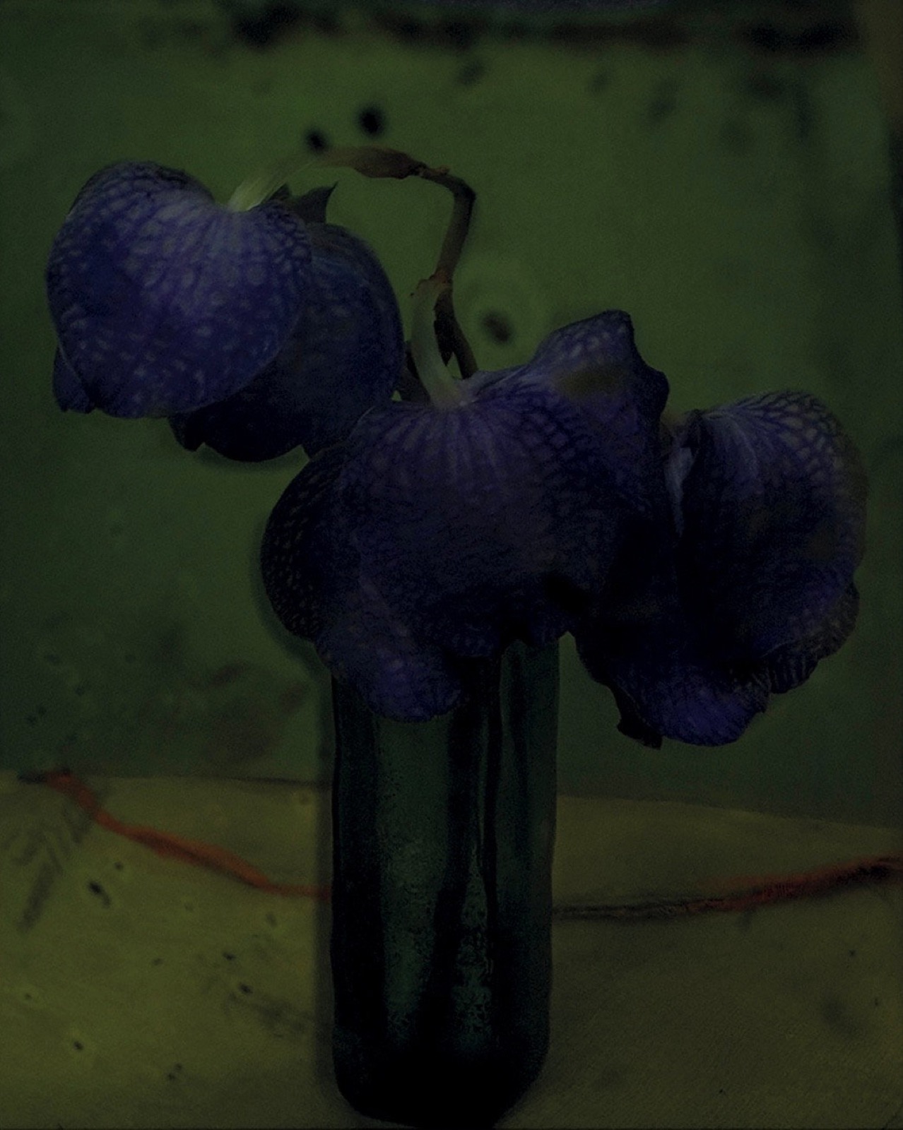 Sarah Moon, Les Orchidées, 2010