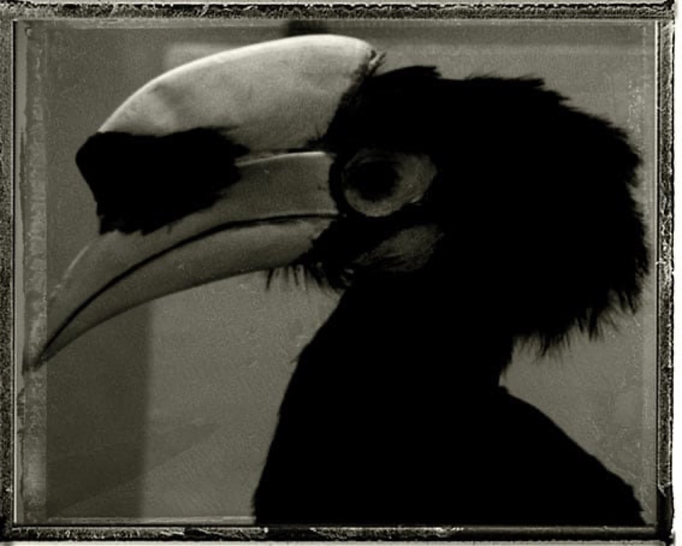 Sarah Moon, Toucan russe, 2018