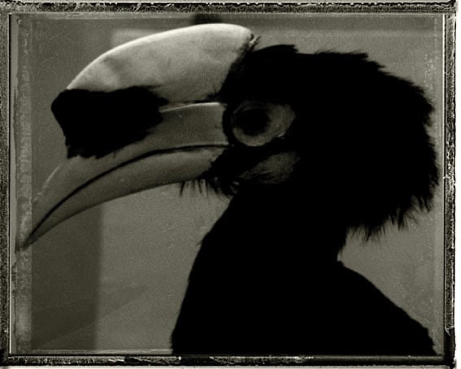 Sarah Moon, Toucan russe, 2018