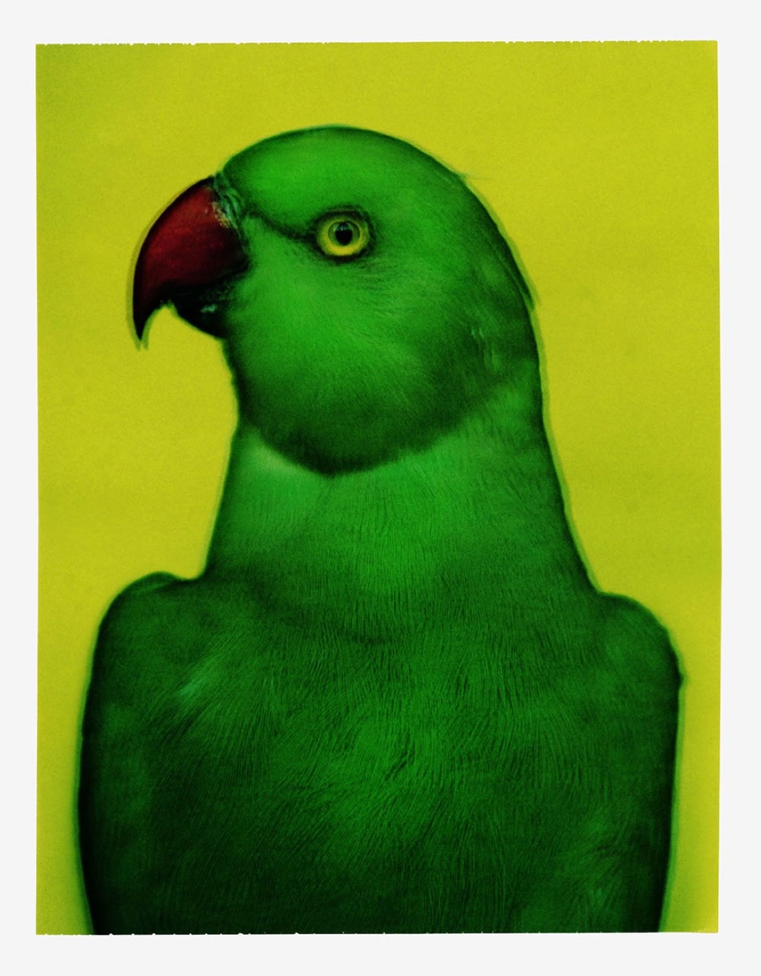 Sarah Moon, L'oiseau 2, 2000