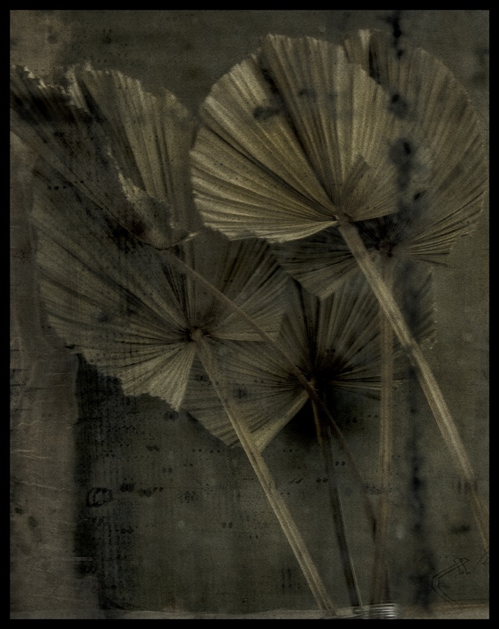 Sarah Moon, Les Palmes, 2015