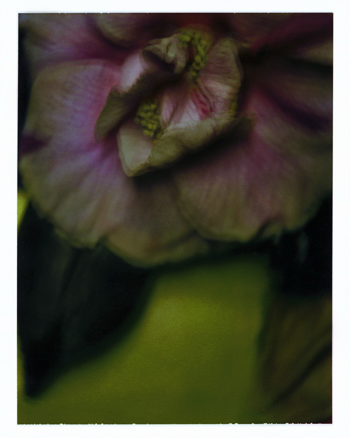 Sarah Moon, La camélia, 2001