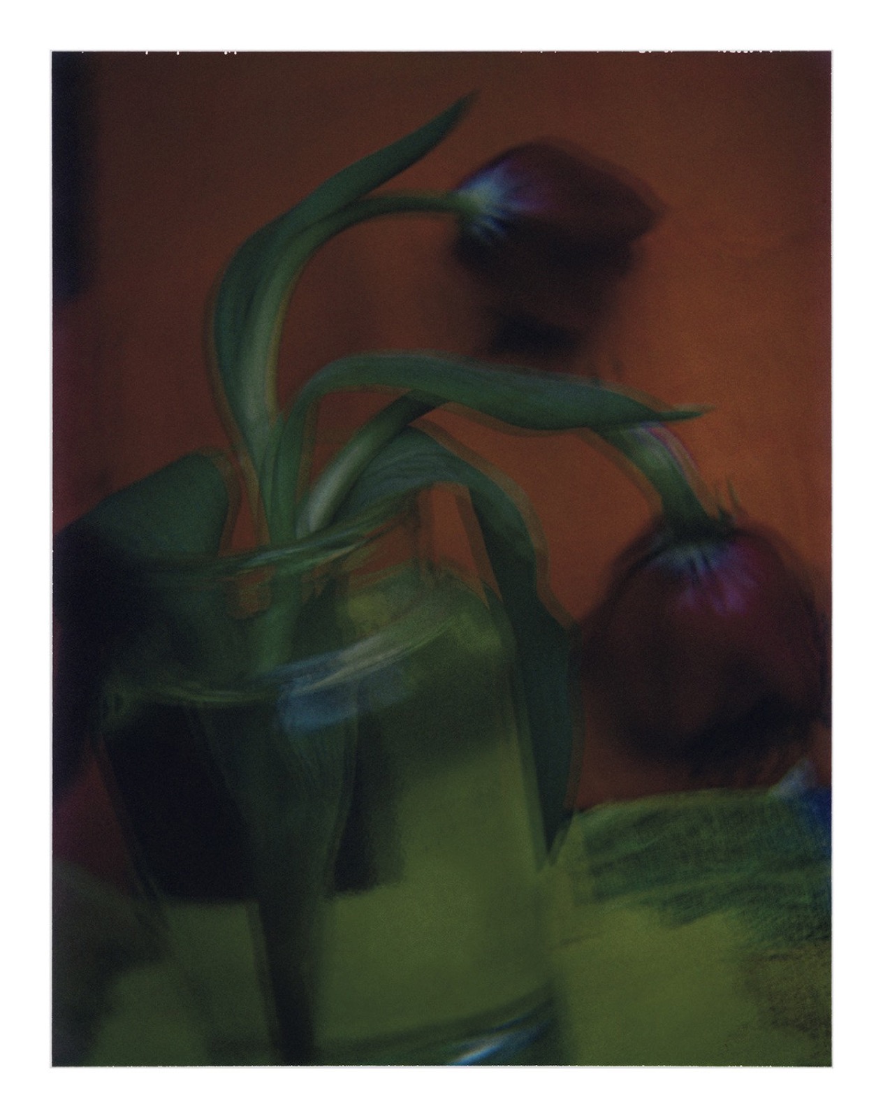 Sarah Moon, Les tulipes, 2003