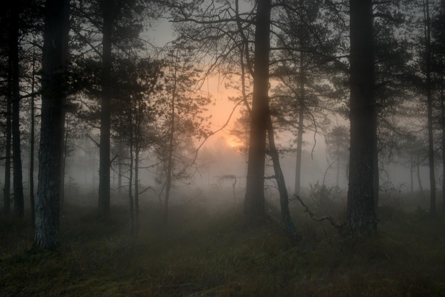 Todd Hido, 11798-3868, 2018