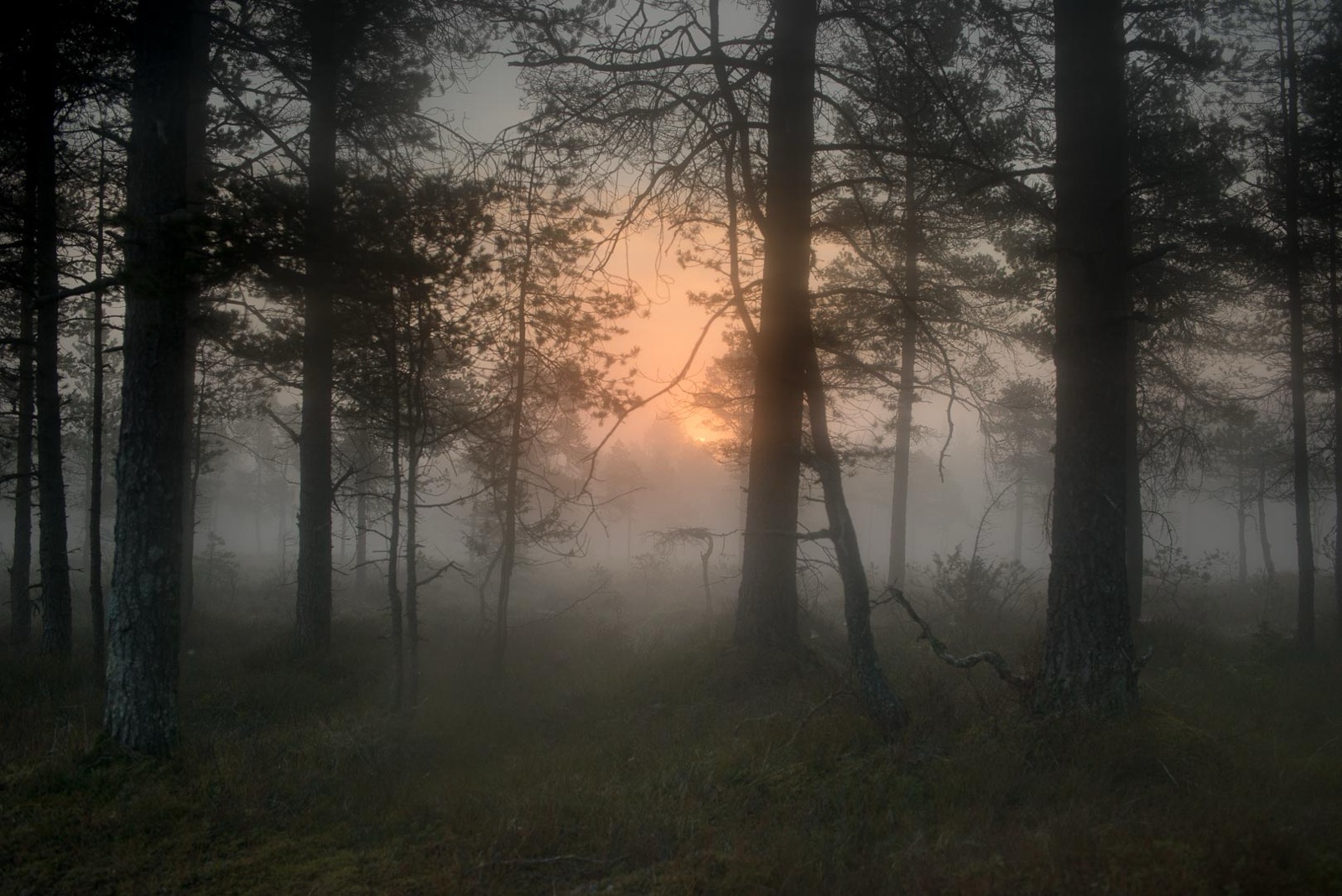 Todd Hido, 11798-3868, 2018