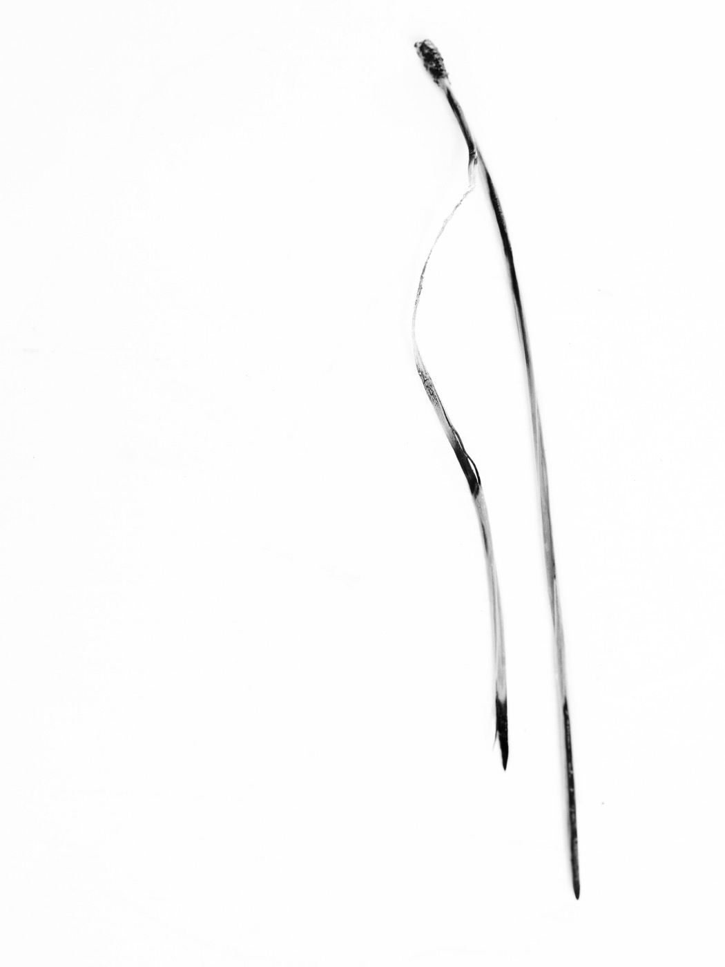 Txema Yeste, Needles, 2019-24