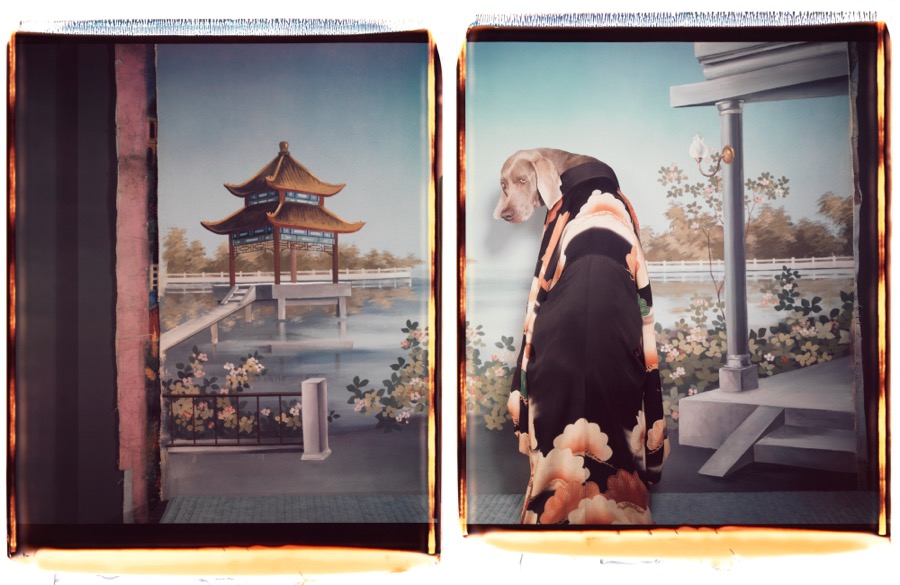 William Wegman, Madame Butterfly, 1997
