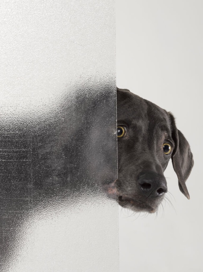 William Wegman, Psycho, 2008