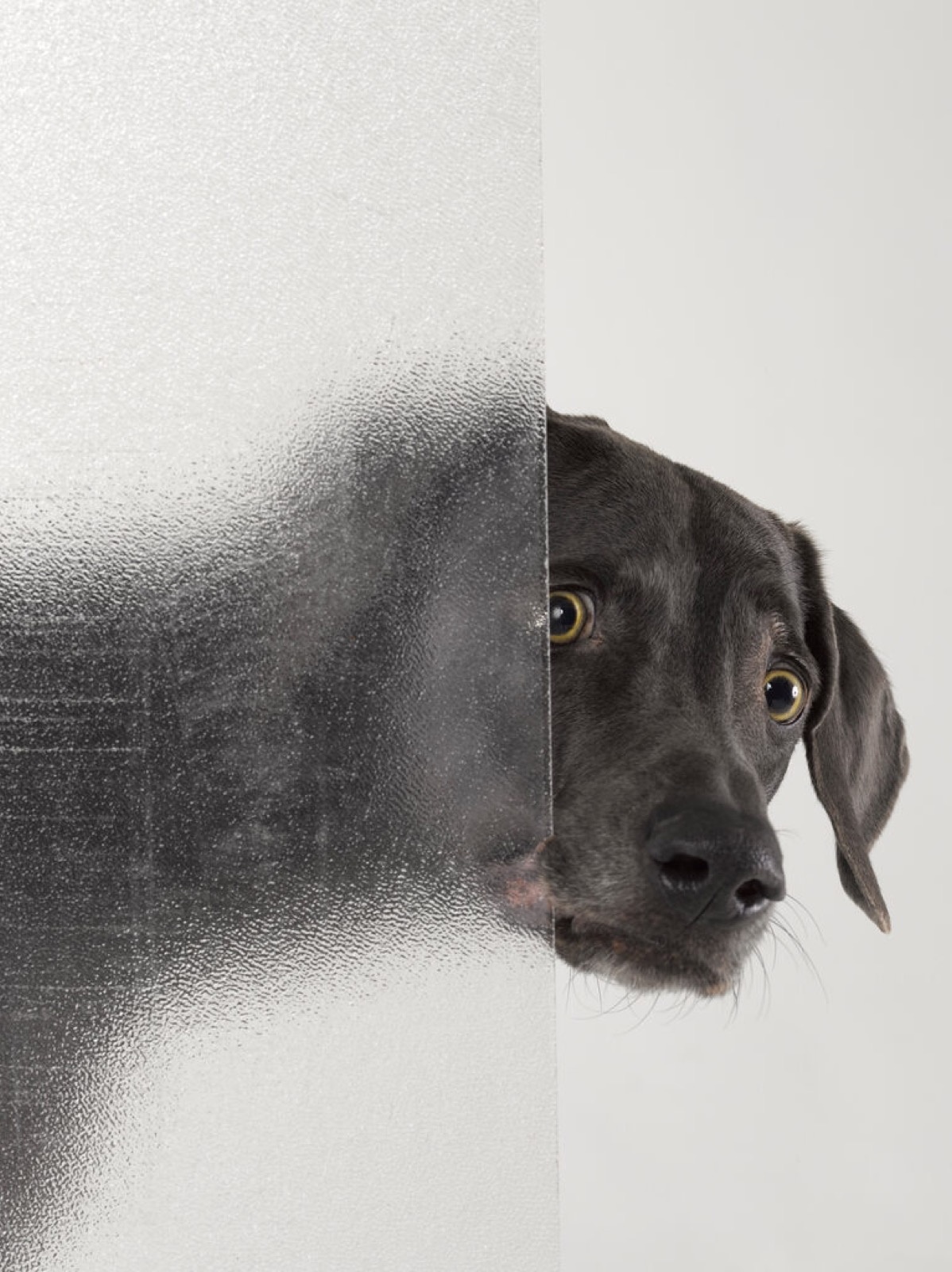William Wegman, Psycho, 2008