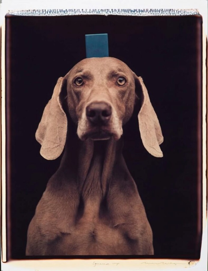 William Wegman, Squared Up, 1993