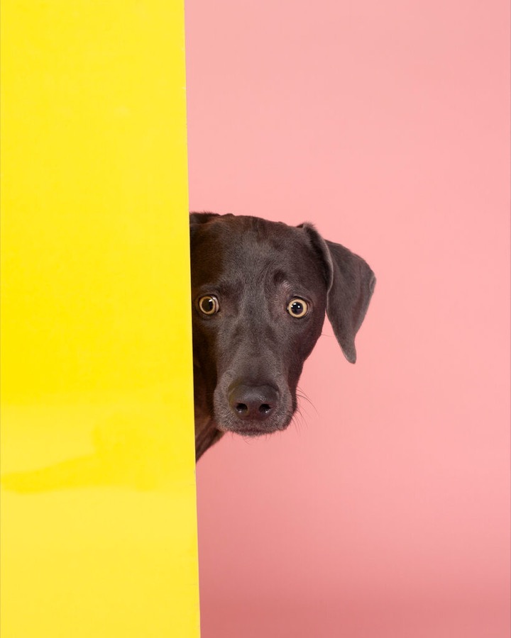 William Wegman, Intruder, 2006