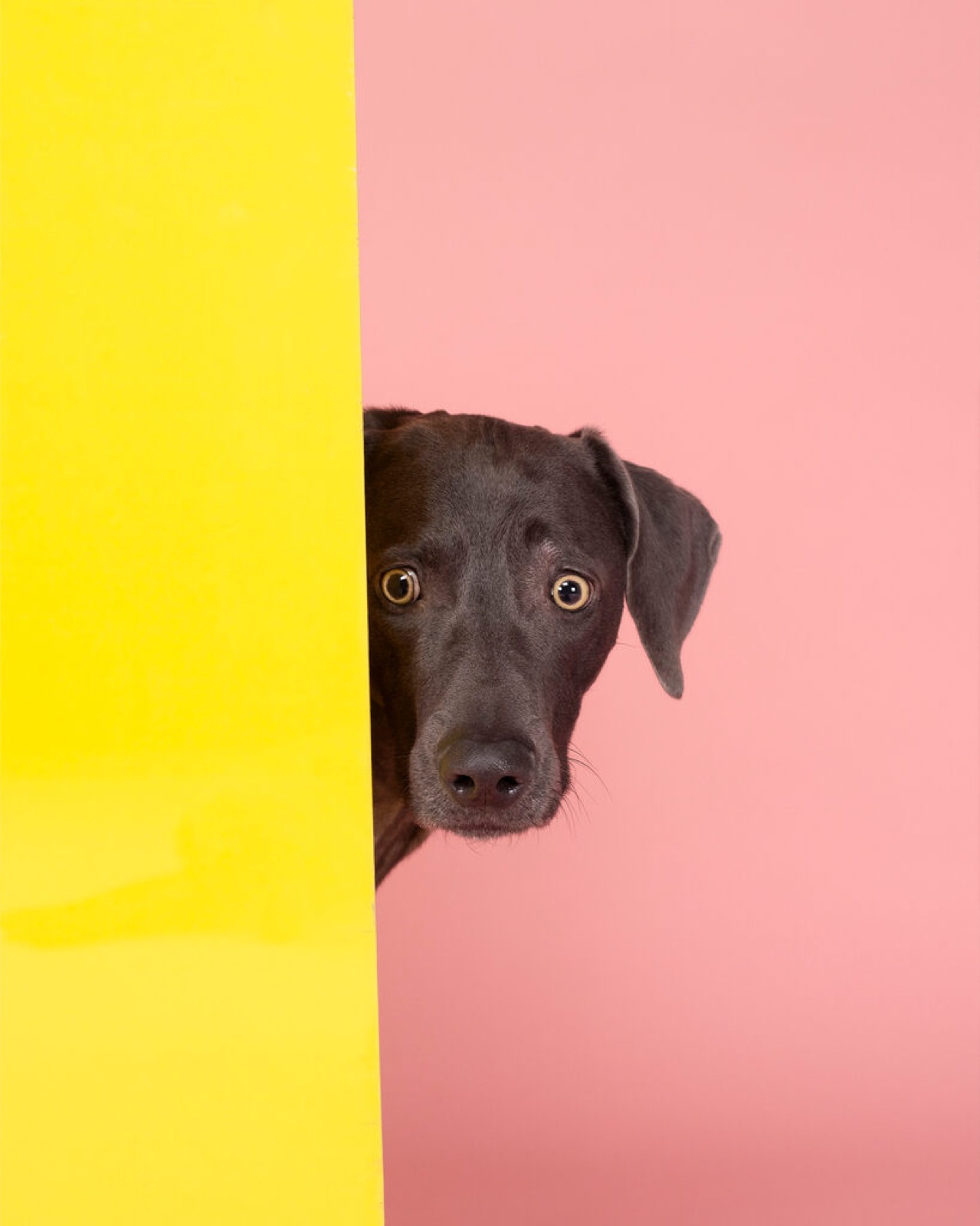 William Wegman, Intruder, 2006