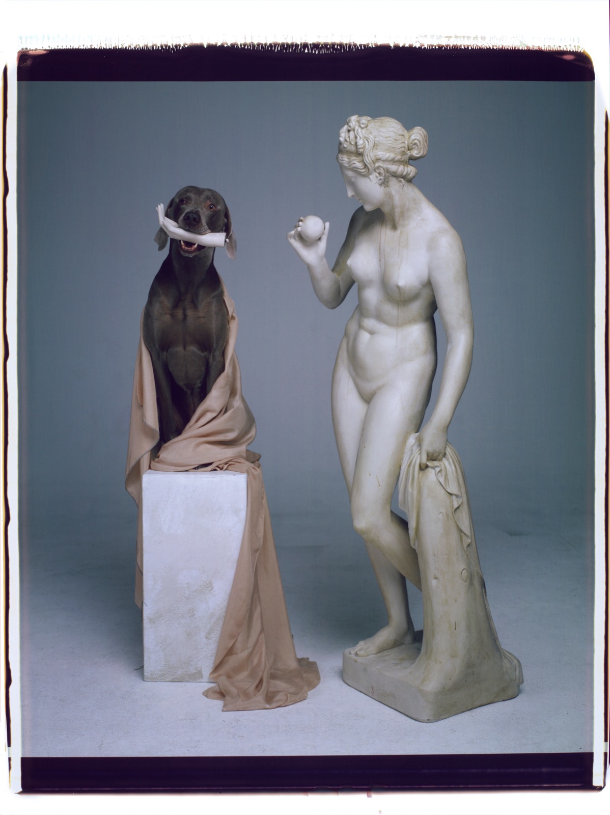 William Wegman, Catch, 2007