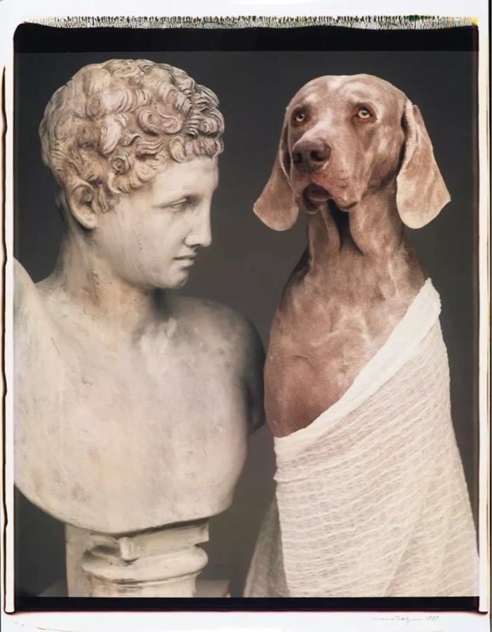 William Wegman, Untitled, 1999