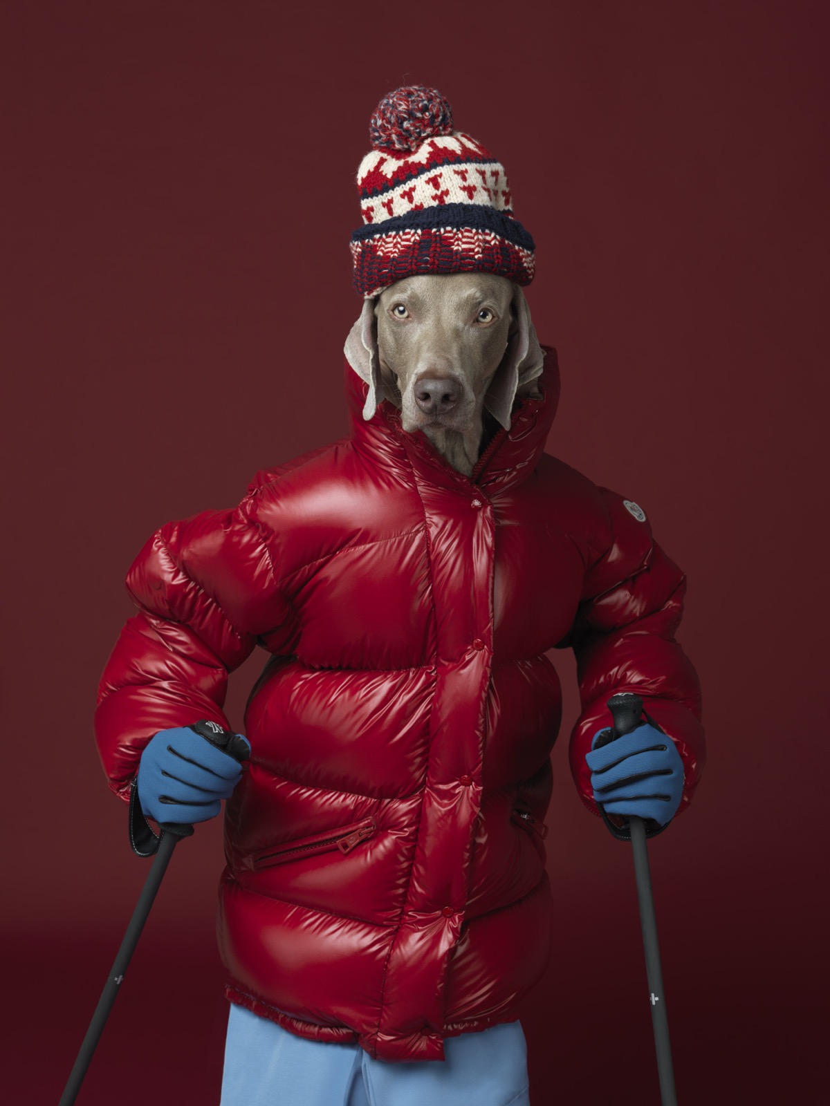 William Wegman, Ski Patrol, 2017