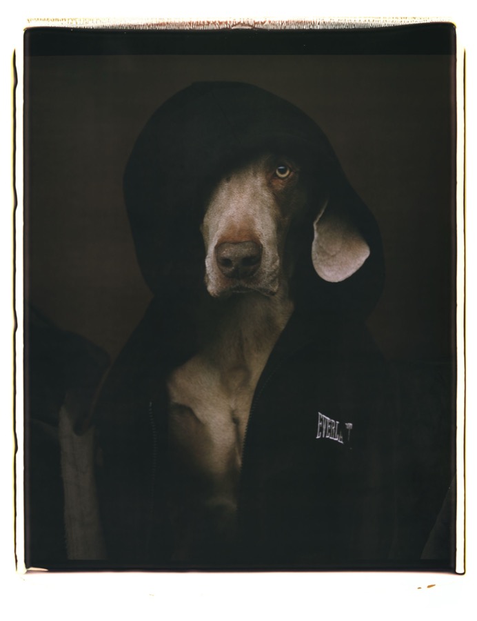William Wegman, Everlasting, 2001
