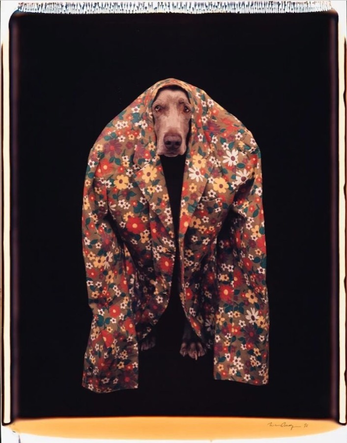 William Wegman, Untitled, 1996