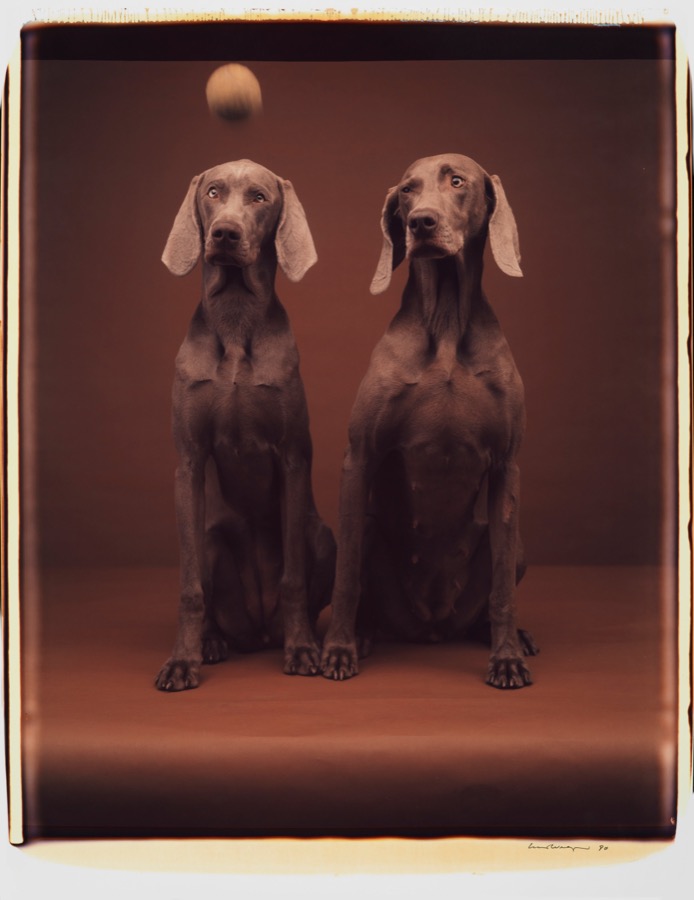 William Wegman, Untitled, 1990