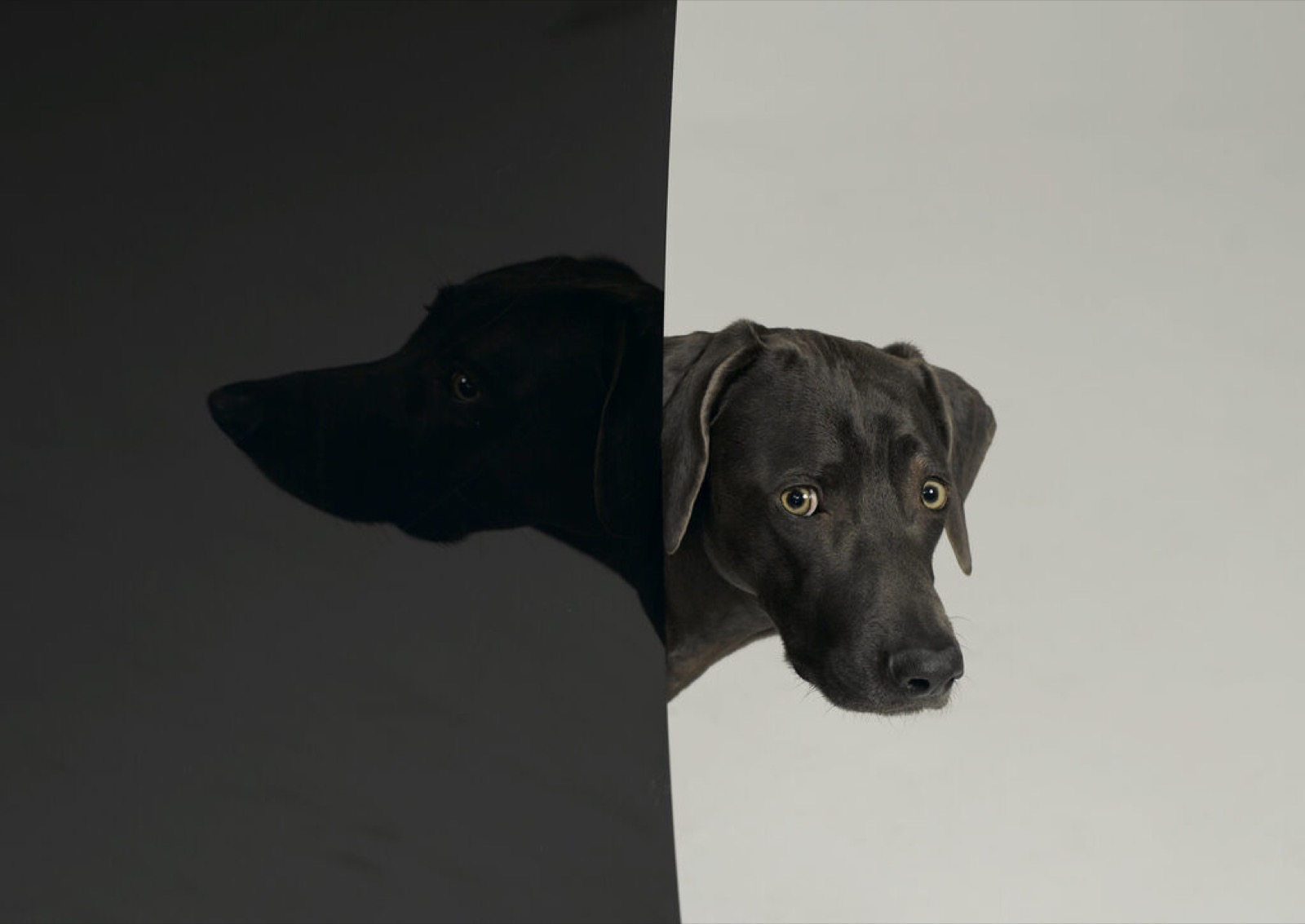 William Wegman, Finland, 2006