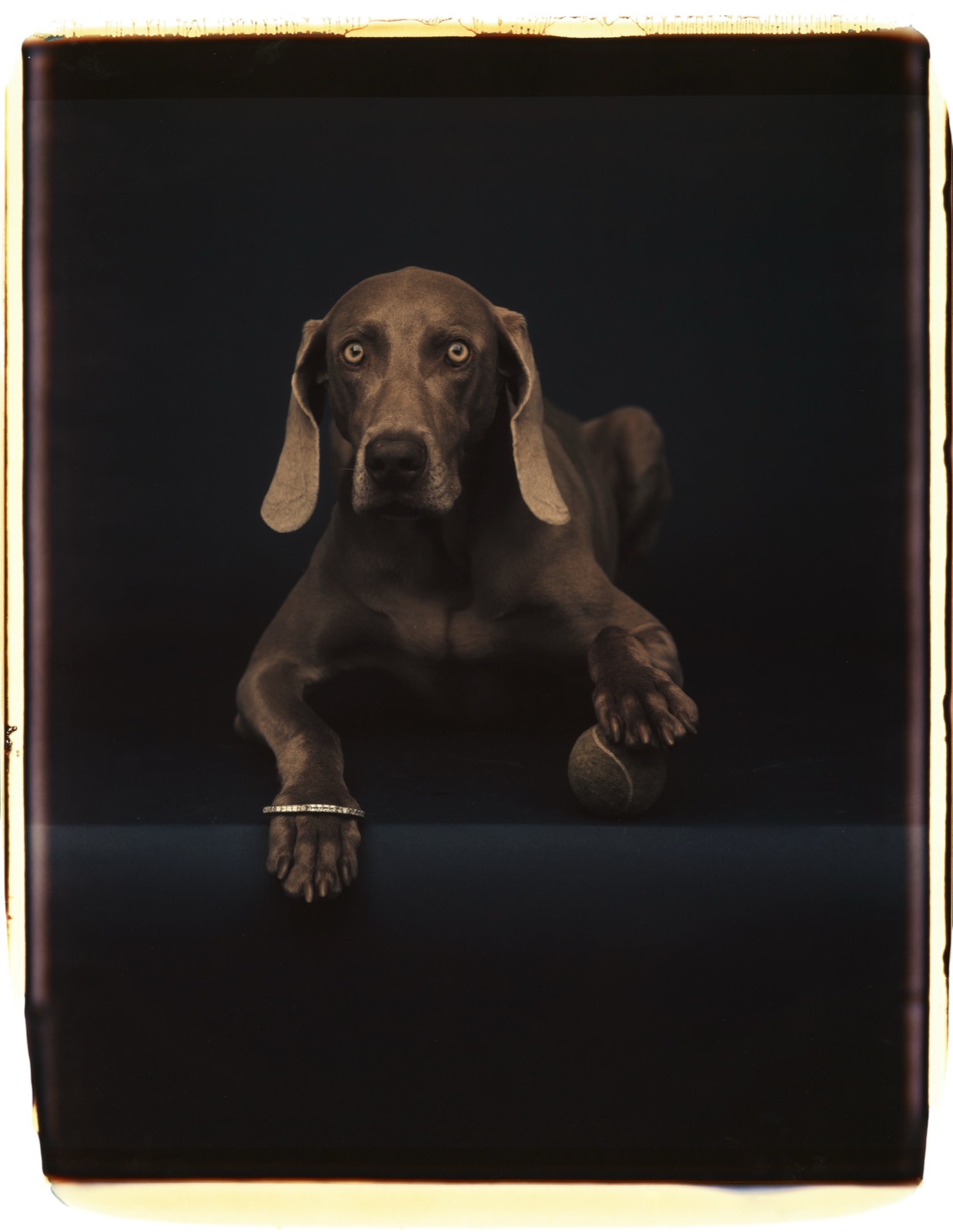William Wegman, Ball base, 1990