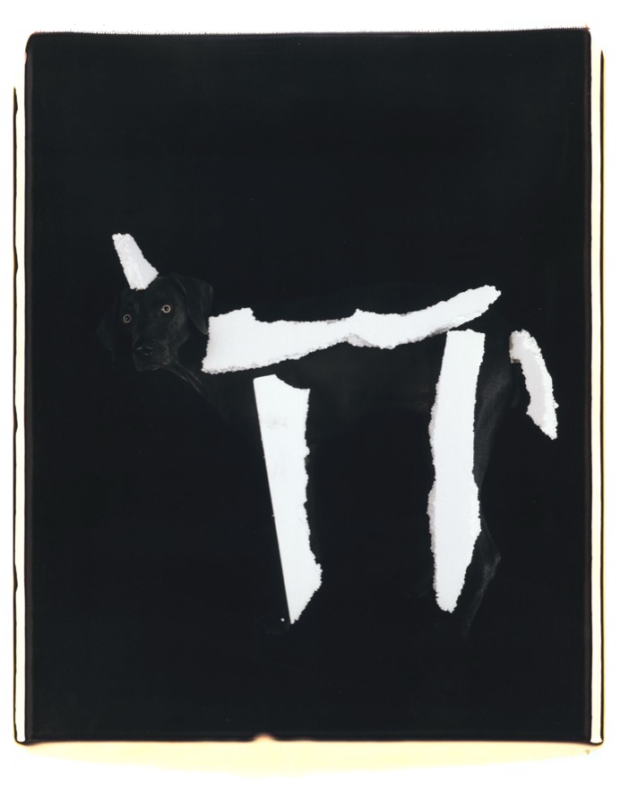 William Wegman, Early Dog, 2004