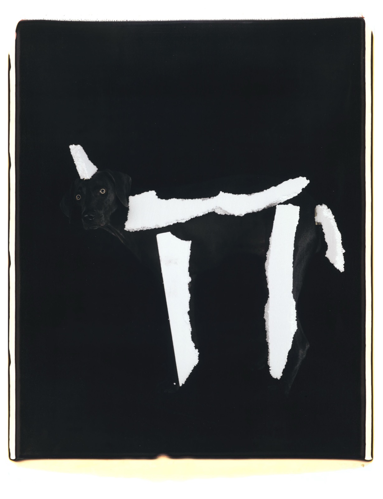 William Wegman, Early Dog, 2004