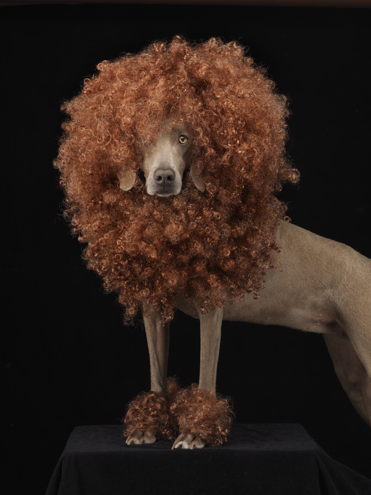 William Wegman, Penny the Poodle, 2011