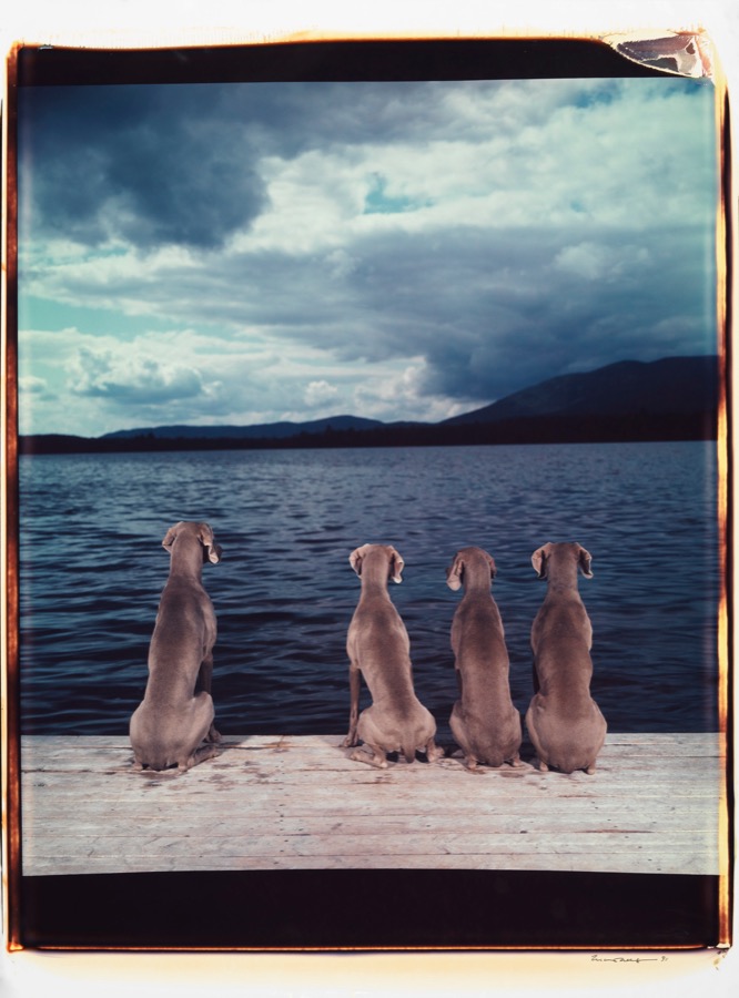 William Wegman, Untitled, 1991