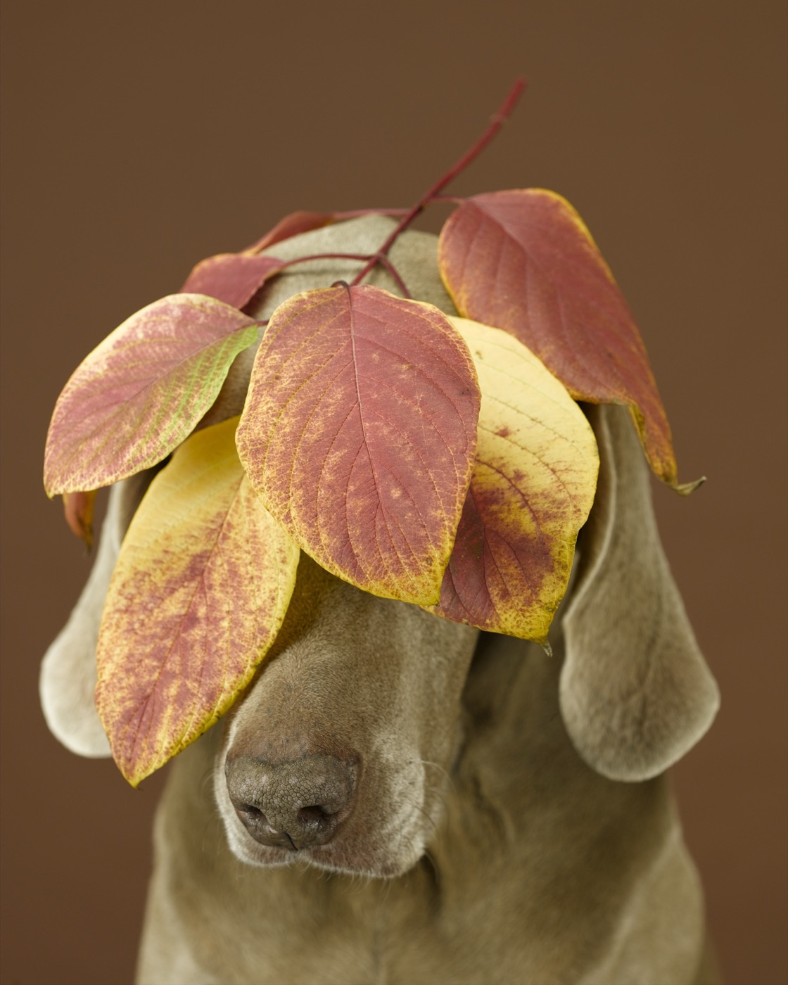 William Wegman, Leafy Vale, 2005