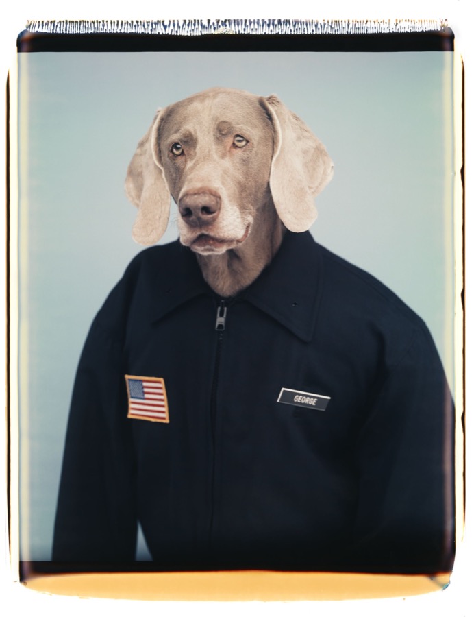 William Wegman, George, 1997