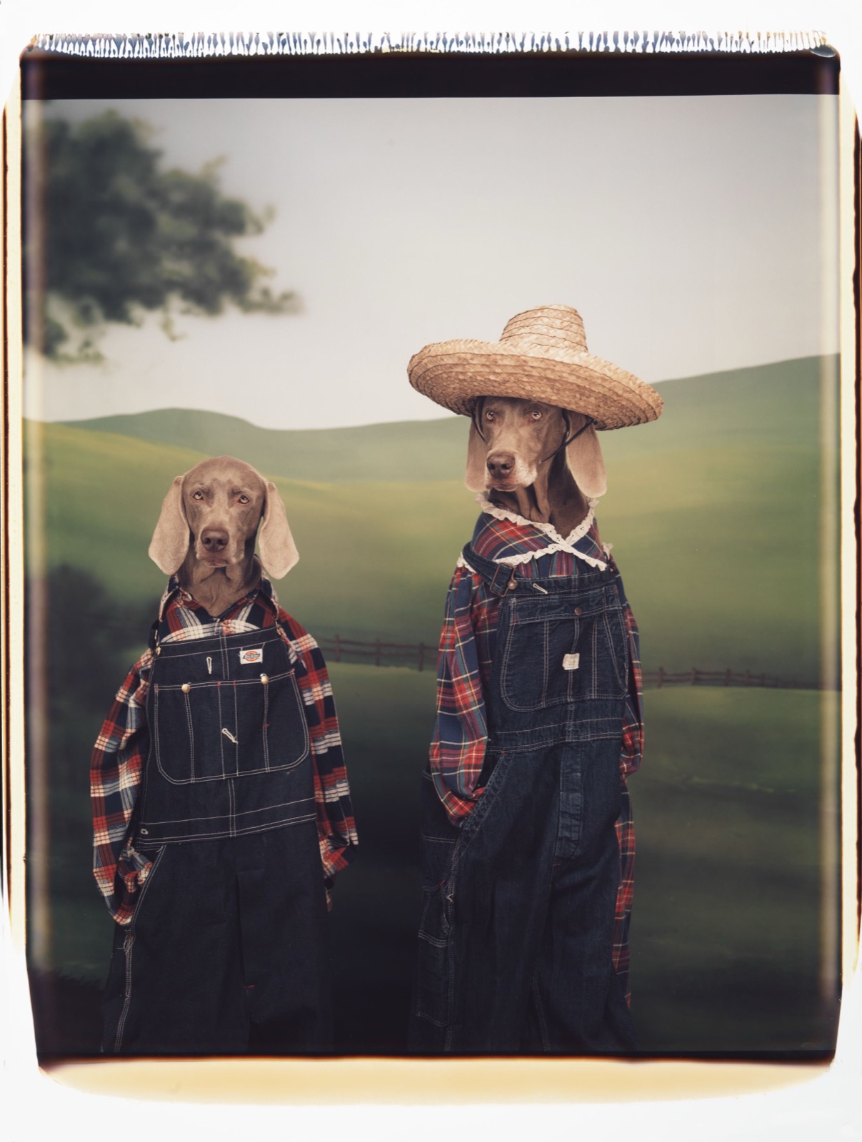 William Wegman, Farm Hands, 1994