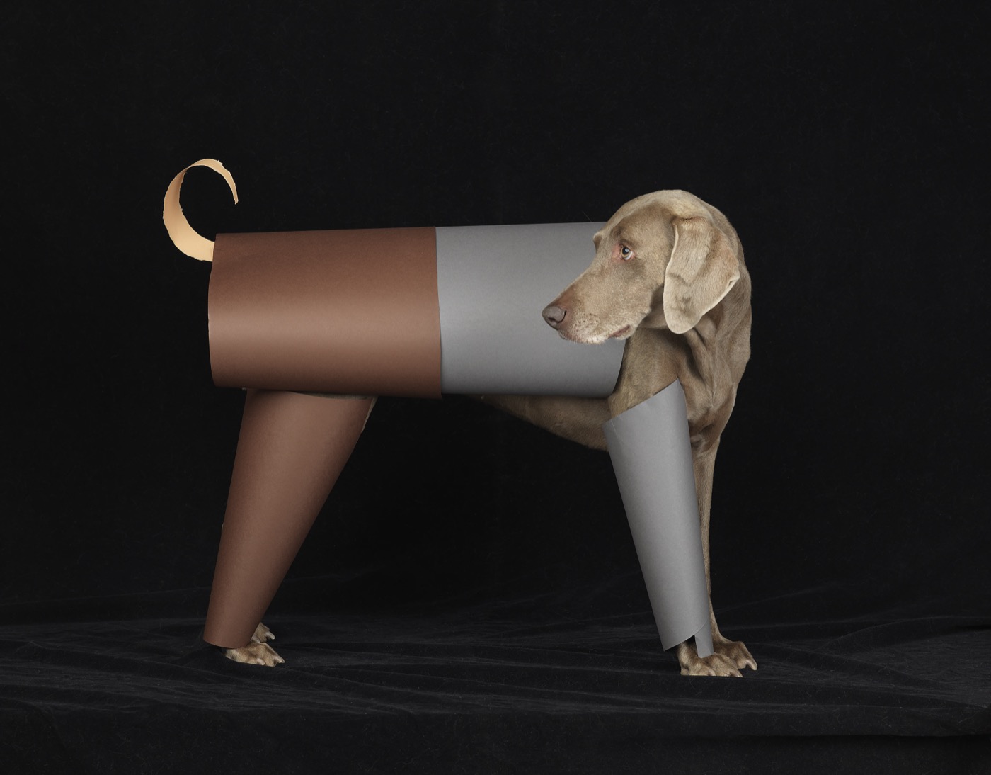 William Wegman, The Toy, 2011