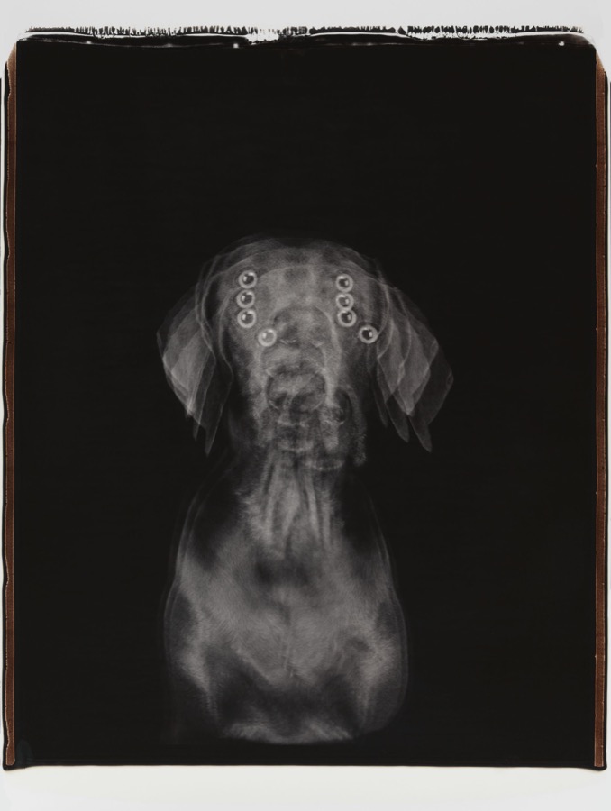 William Wegman, Untitled, 2005