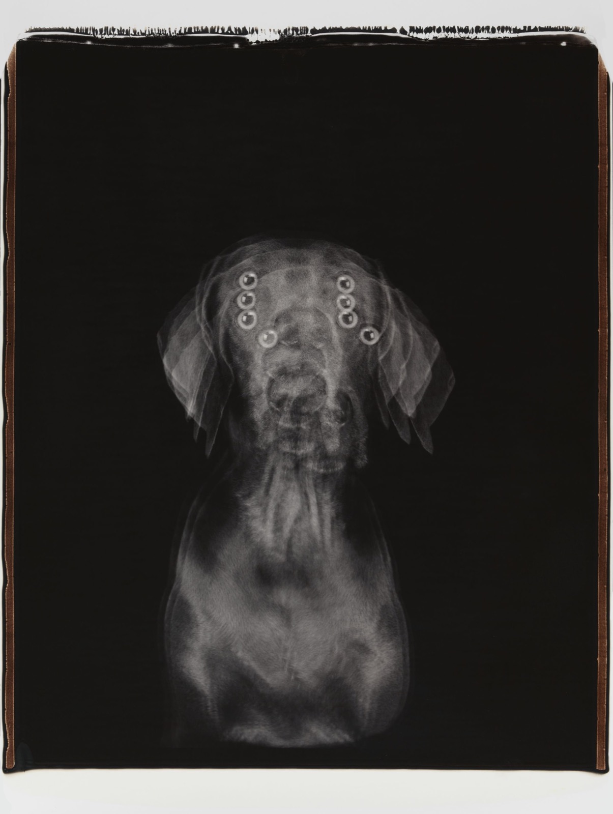 William Wegman, Untitled, 2005