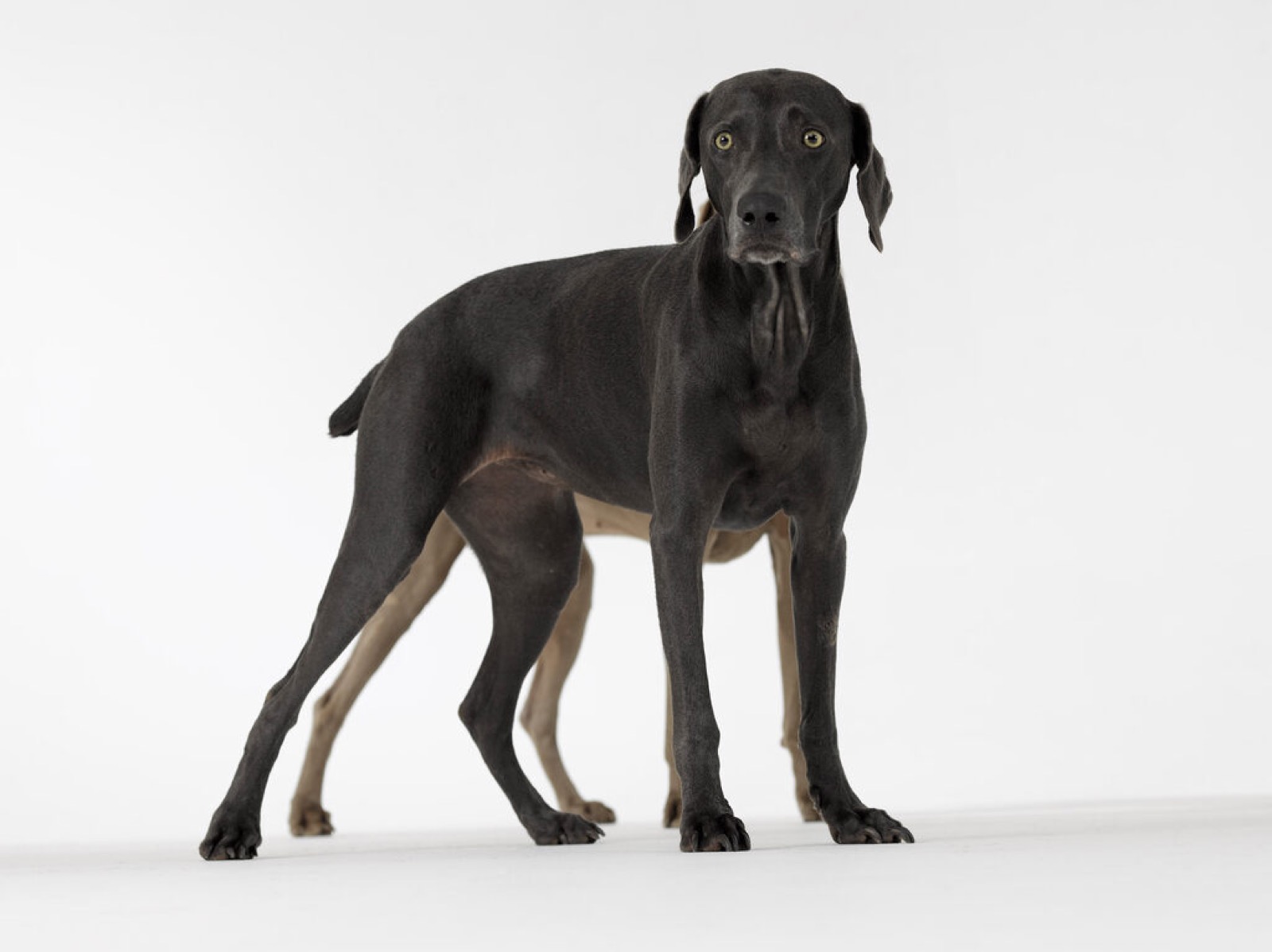 William Wegman, Trailer, 2008