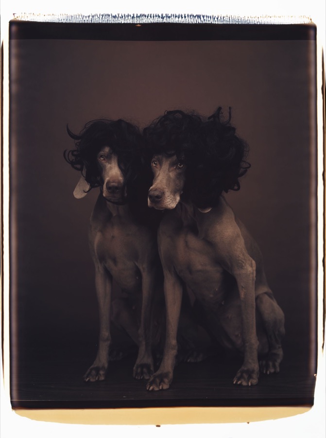 William Wegman, Untitled, 1992