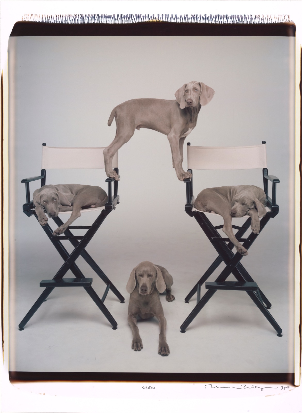 William Wegman, NSEW, 1995