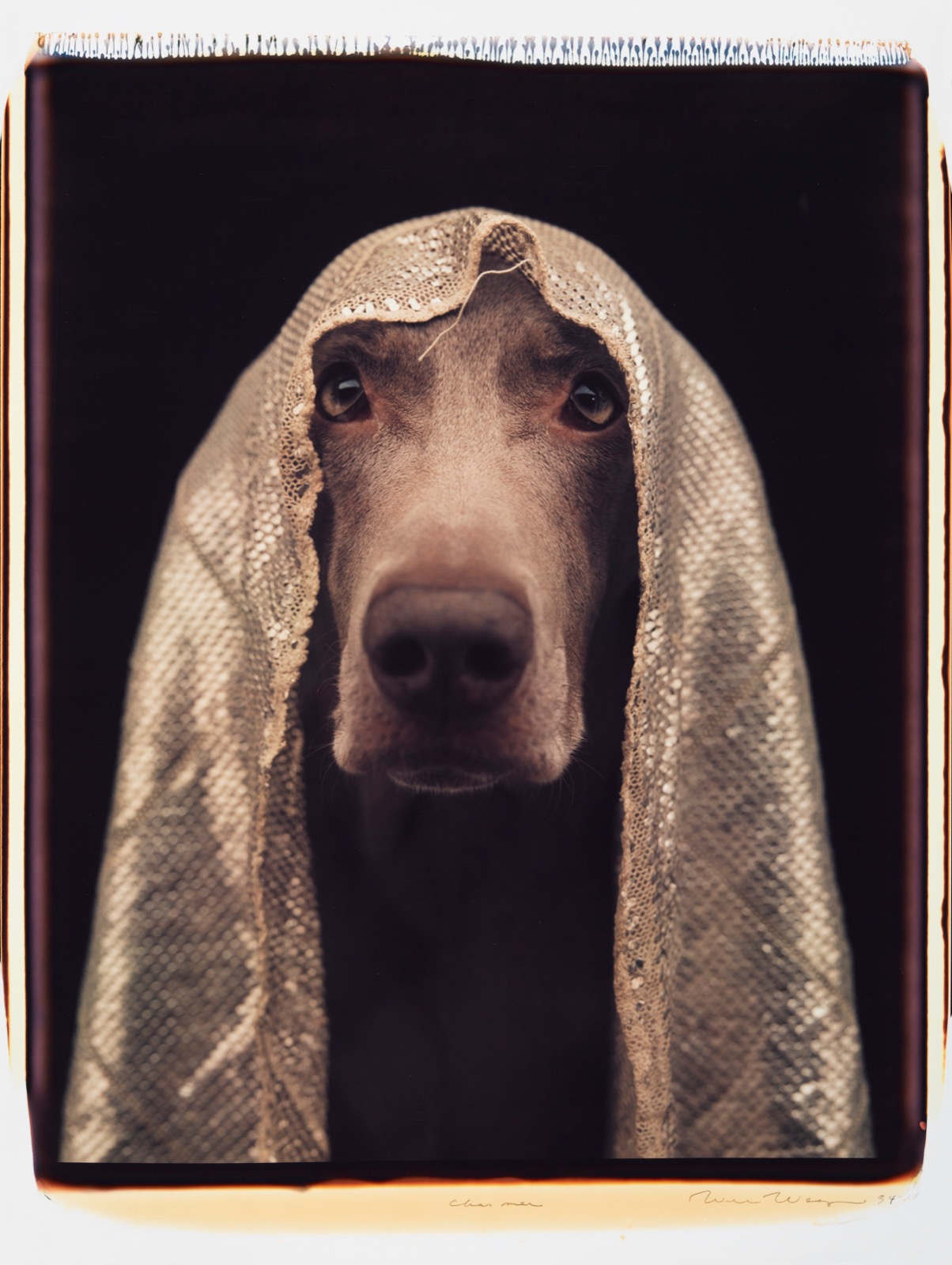 William Wegman, Charmer, 1994