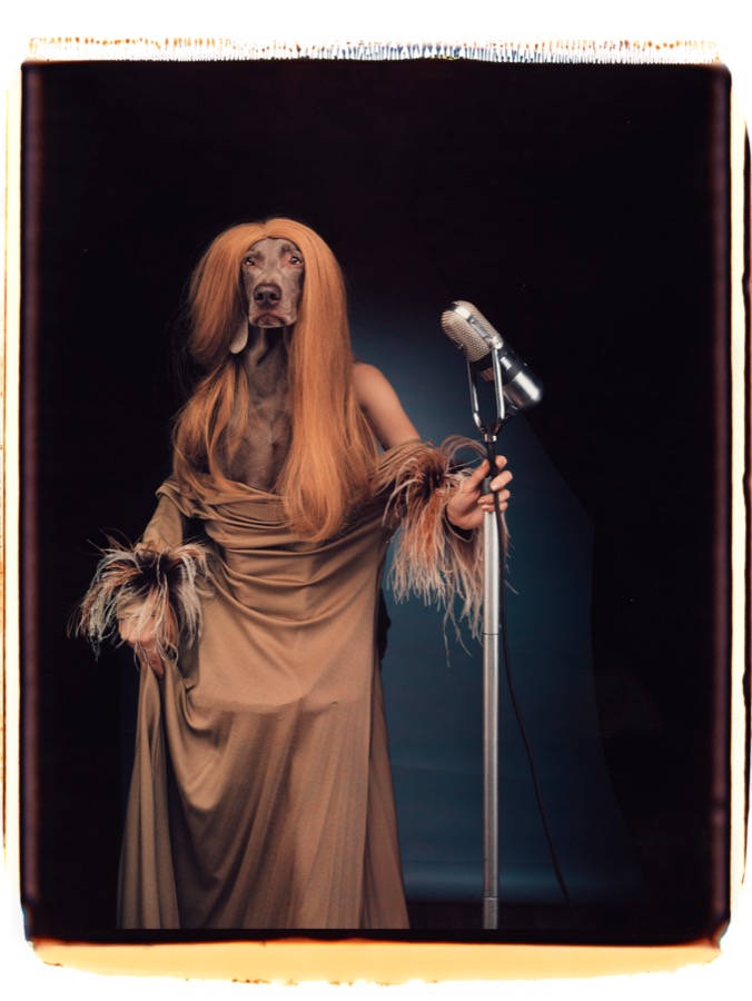 William Wegman, Entertainer, 1995