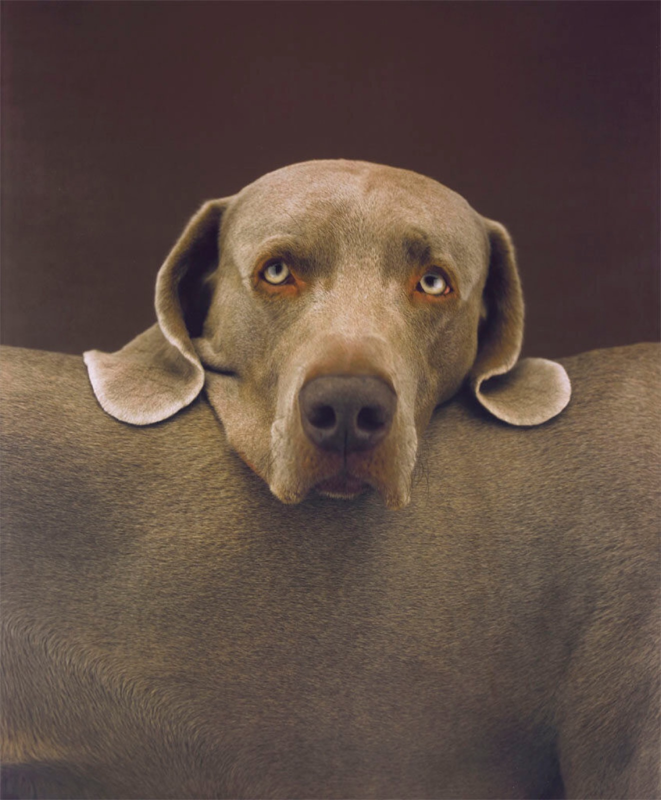 William Wegman, Head Rest, 1998