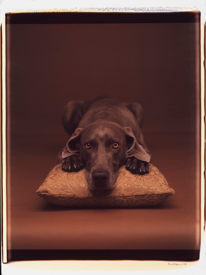 William Wegman, Untitled, 1990