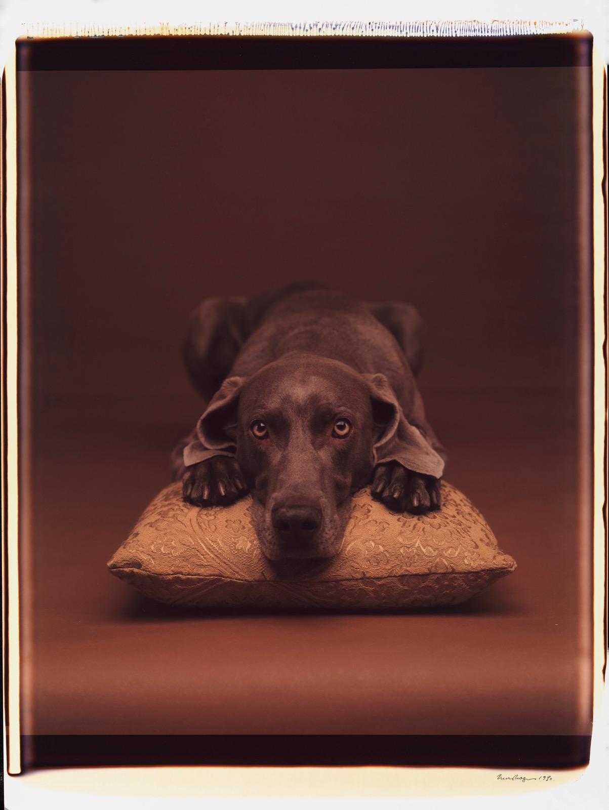 William Wegman, Untitled, 1990