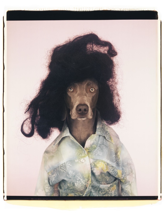 William Wegman, Ionian, 2005