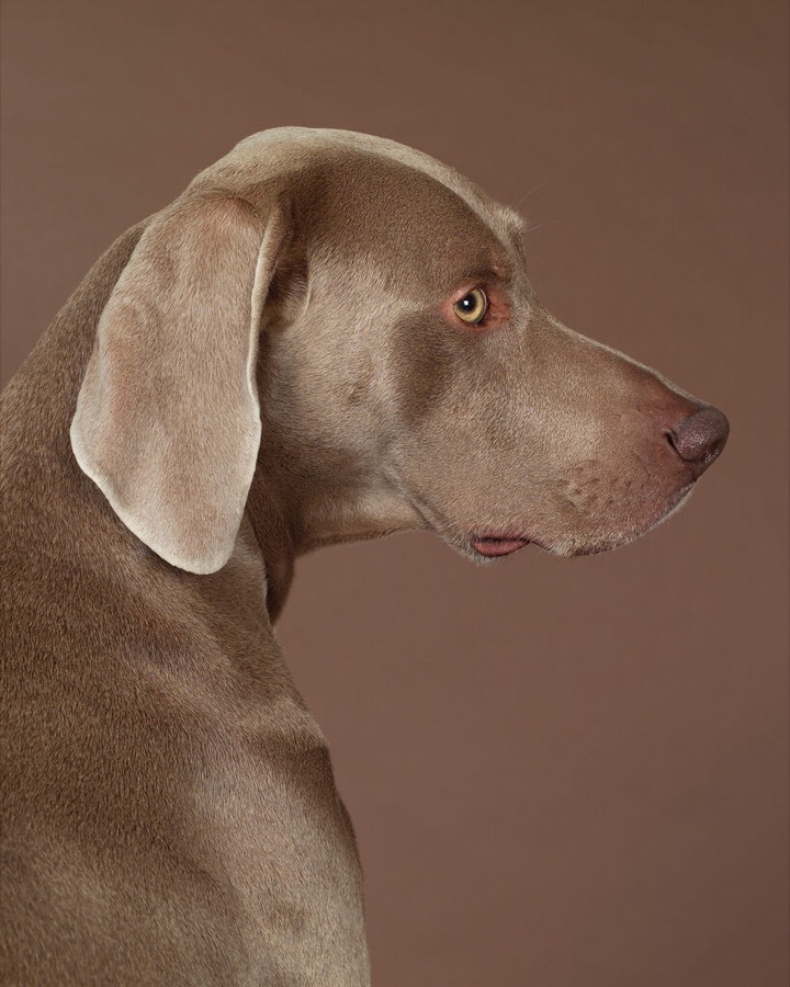 William Wegman, Browne Bobbin, 2004